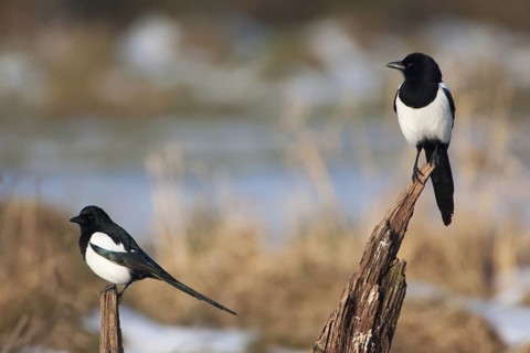 Eurasian Magpie (Pica pica), Mecklenburg-Western Pomerania, Germany