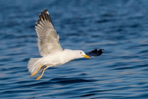 Baraba Gull (Larus fuscus barabensis) flying, Eilat, Israel
