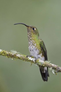 Mountain Velvetbreast (Lafresnaya lafresnayi), Ecuador