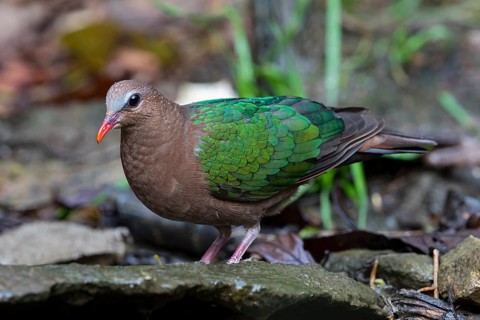 Common Emerald Dove (Chalcophaps indica) female, Yunnan, China