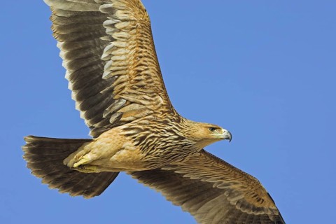 Eastern Imperial Eagle (Aquila heliaca), Oman