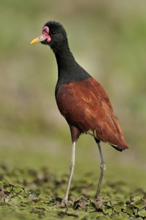 Wattled Jacana (Jacana jacana), Pantanal, Brazil