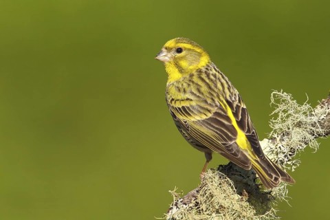 European Serin (Serinus serinus) male, Portalegre, Portugal