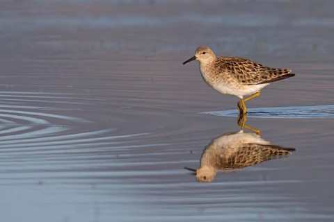 Ruff, Philomachus pugnax, Combattant varié, Chevalier combattant, Combatiente Lesbos, Greece