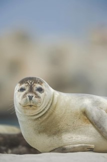 Europäischer Seehund, Phoca vitulina vitulina Harbor seal, Phoca vitulina vitulina