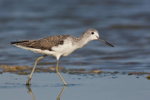 Common Greenshank (Tringa nebularia), Oman