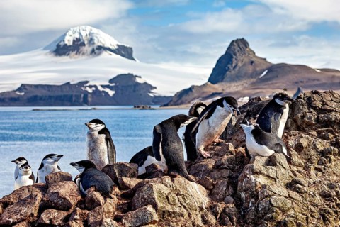 Several penguins on rocks with sea and snow-covered mountains in the background, chinstrap penguin