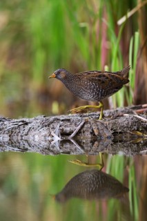 Spotted Crake (Porzana porzana), Saxony, Germany