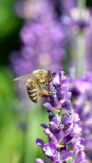 Honey bee (Apis mellifera) on a lavender flower (Lavandula angustifolia), macro photograph with