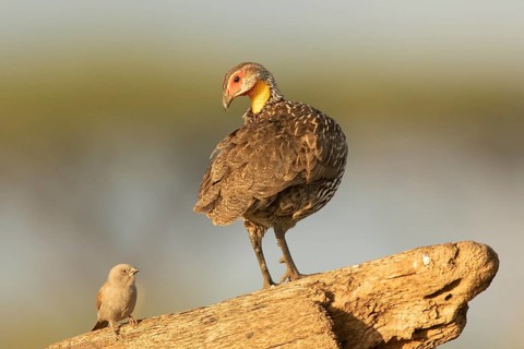 Yellow-necked Spurfowl (Pternistis leucoscepus) with Parrot-billed Sparrow (Passer gongonensis),