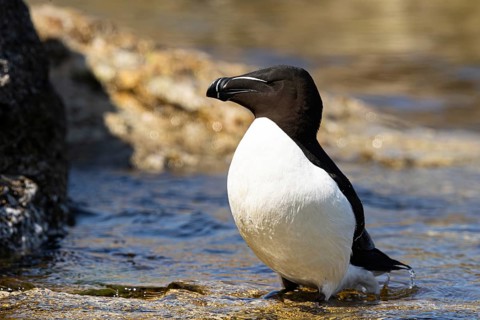 Razorbill (Alca torda) on a cliff, Gotland, Sweden