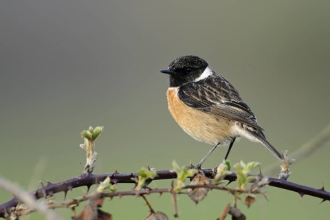 European Stonechat (Saxicola rubicola) male perched on a branch, North Rhine-Westphalia, Germany