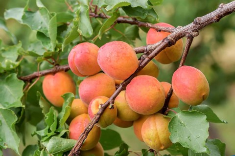 Apricot (Prunus armeniaca 'Anegat'),  Austria
