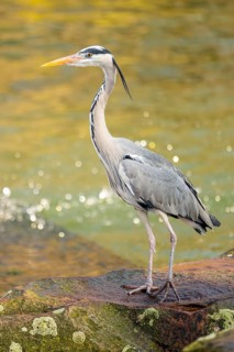 Grey heron (Ardea cinerea) standing at the shore of a lake, wildlife, Bavaria, Germany