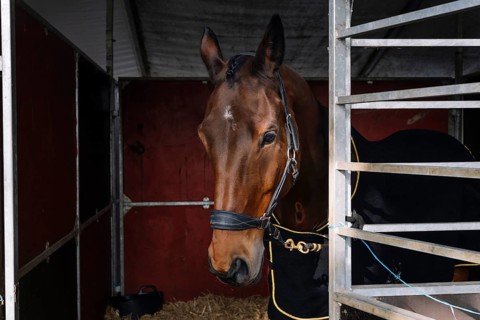 A majestic horse stands gracefully in its stable, adorned with classical dressage tack The elegant