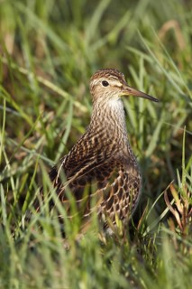 Pectoral Sandpiper (Calidris melanotos), Torres Vedras, Portugal