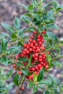 Holly (Ilex aquifolium 'Alaska'), Teaching and Research Centre for G, Germany