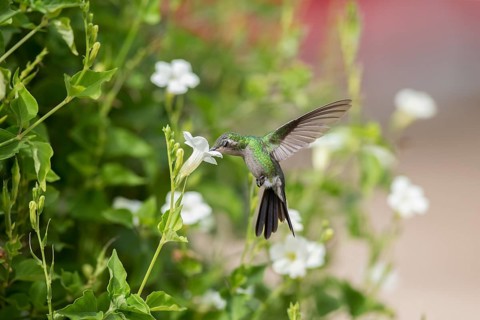 Cuban Emerald (Chlorostilbon ricordii) female flying and feeding at a flower, Cuba