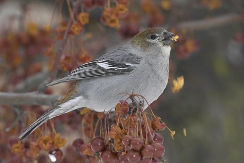 Pine Grosbeak (Pinicola enucleator) female, Ontario, Canada