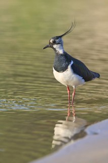 Northern Lapwing (Vanellus vanellus) male, North Rhine-Westphalia, Germany
