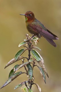 Coppery Metaltail (Metallura theresiae), Bosque Unchog Reserve, Peru