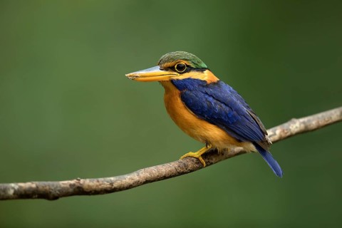 Rufous-collared Kingfisher (Actenoides concretus) male perched on a branch, Pahang, Malaysia