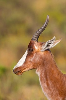 Bontebok, (Damaliscus pygargus), antelope, portrait, South Africa