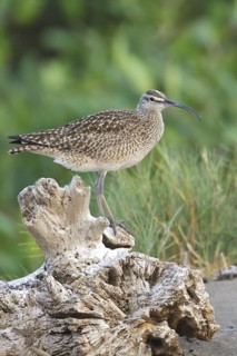 Whimbrel (Numenius phaeopus) feeding along the shore of a river in Costa Rica, Central America