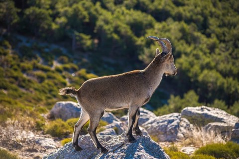 Iberian ibex confidently perched on a rock, surveying its natural habitat. The animal's impressive