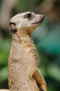 An upright standing meerkat looks alert and foresighted, meerkat (Suricata suricatta), captive,