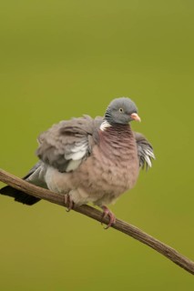 Common Wood Pigeon (Columba palumbus) perched on a branch, Serbia