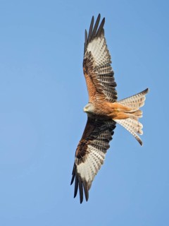 Red Kite (Milvus milvus) flying, Wales, United Kingdom