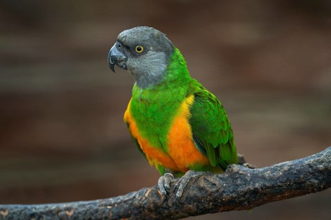 Senegal parrot, Poicephalus senegalus, yelow bird with grey head, siting on the branch, in nature