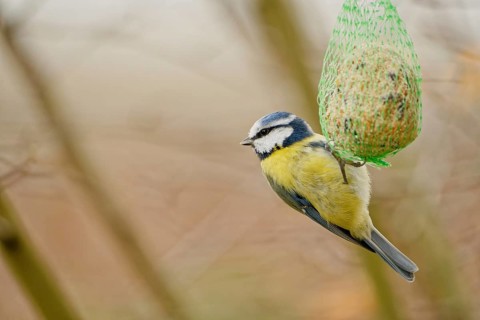 Blue tit (Cyanistes caeruleus) feeding on hanging suet ball in garden, natural background, autumn