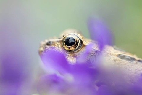 Common frog (Rana temporaria) adult amphibian amongst garden purple crocus flowers in spring,