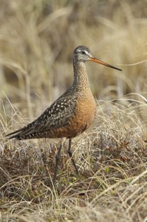 Hudsonian Godwit (Limosa haemastica) male, Manitoba, Canada