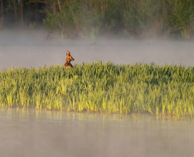 Roe deer (Capreolus capreolus), roebuck standing in a wet meadow, in a wetland biotope at a lake,