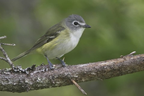 Blue-headed Vireo (Vireo solitarius), Newfoundland, Canada