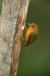 Rufous Piculet (Sasia abnormis) male pecking at tree, Johor, Malaysia