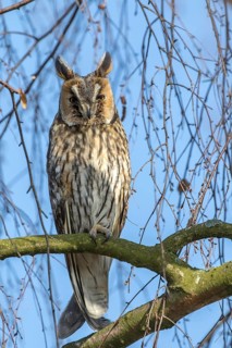 Long-eared Owl (Asio otus) perched in a tree, Mecklenburg-Western Pomerania, Germany