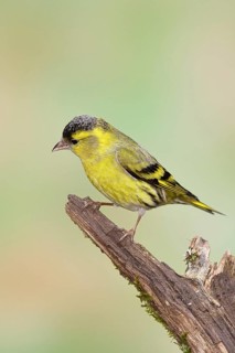 Siskin (Carduelis spinus), male sitting on a branch overgrown with moss, Wilnsdorf, North