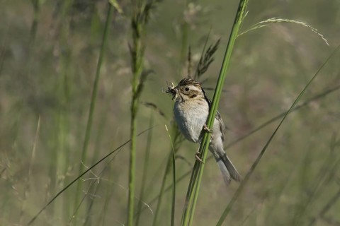 Pallas's Reed Bunting (Emberiza pallasi) female with food in beak, Dornod, Mongolia