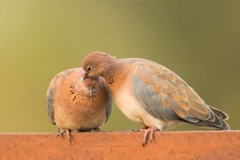 Laughing Dove (Spilopelia senegalensis) pair, Gambia