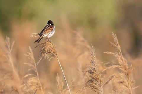 Common Reed Bunting (Emberiza schoeniclus) male singing in reedbed, Poland
