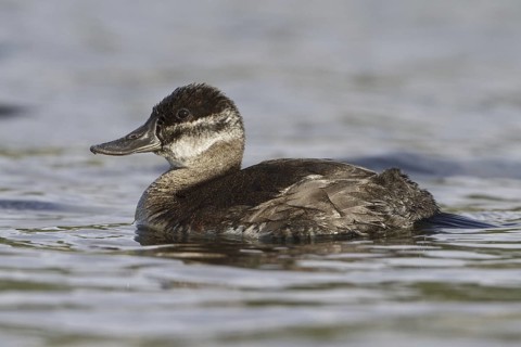 Ruddy Duck (Oxyura jamaicensis) female, British Columbia, Canada