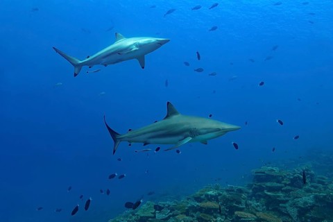 Two majestic Silky sharks glide gracefully through the vibrant waters of the Maldives, surrounded