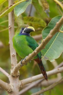 Emerald Toucanet (Aulacorhynchus prasinus) perched on a branch in Costa Rica