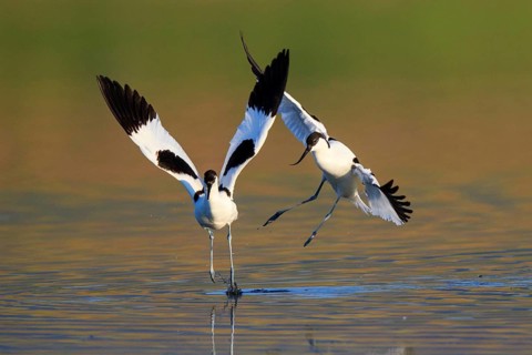 Pied Avocet (Recurvirostra avosetta), Greece