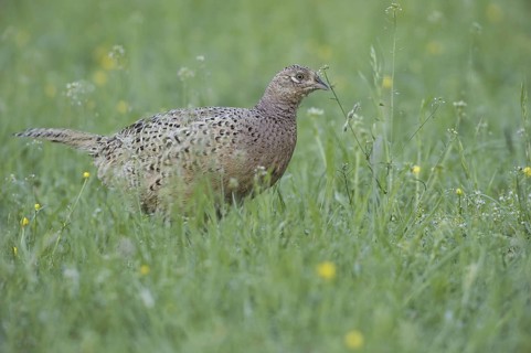 Common Pheasant (Phasianus colchicus) female, Saxony, Germany