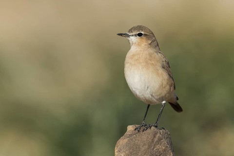 Isabelline Wheatear (Oenanthe isabellina), Negev, Israel